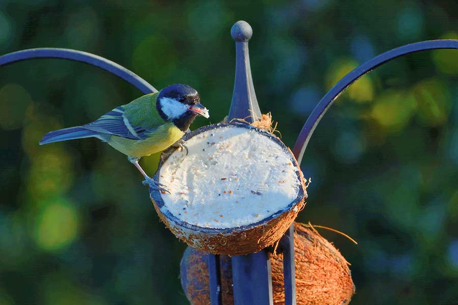 Blue Tit feeding in a garden